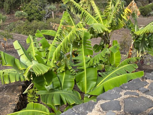 Tenerife