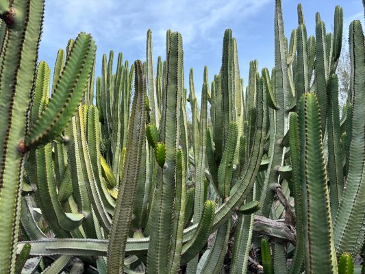 Tenerife